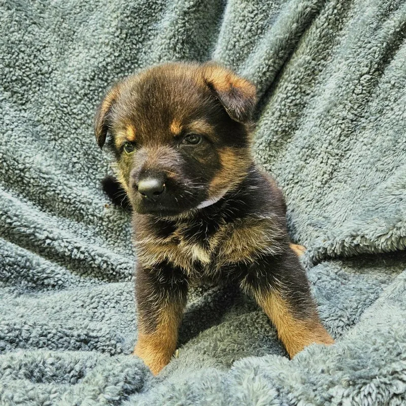 Lilly Pup   thumbnail 4