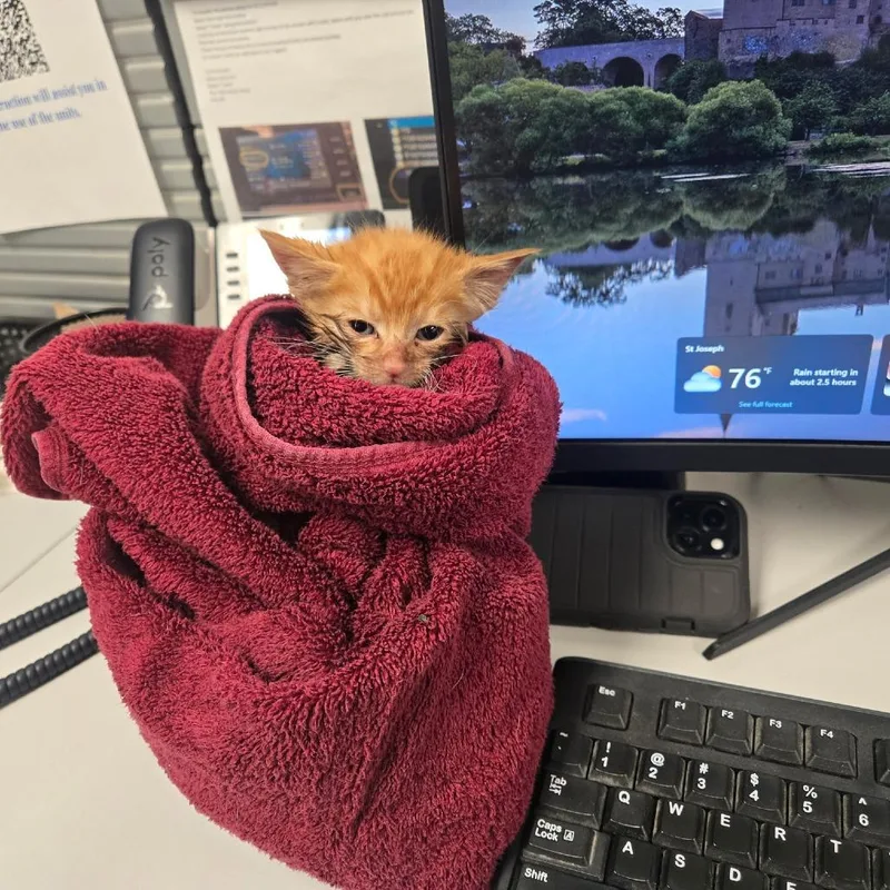 A baby small-sized male Orange / Red Domestic Short Hair cat named Spelunker for adoption in St Joseph, MO