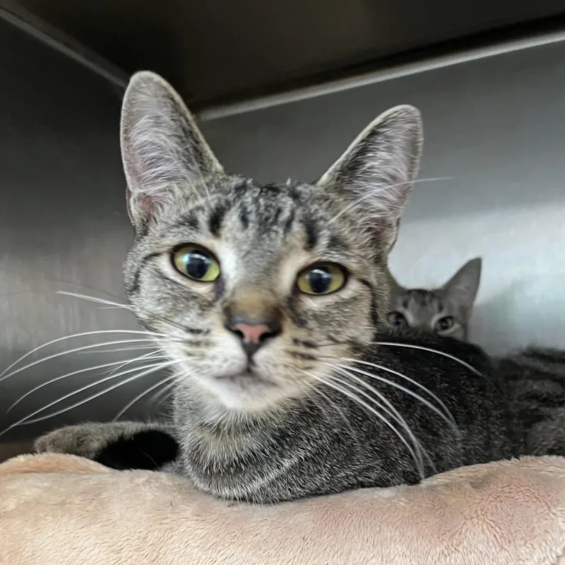 A young medium-sized female Domestic Short Hair cat named Proton for adoption in Fort Wayne, IN