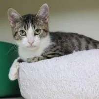 An adult small-sized female Gray / Blue / Silver Domestic Short Hair cat named Willow for adoption in Los Angeles, CA