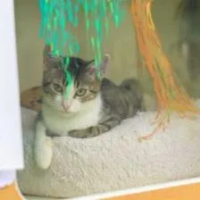 Willow thumbnail 2
