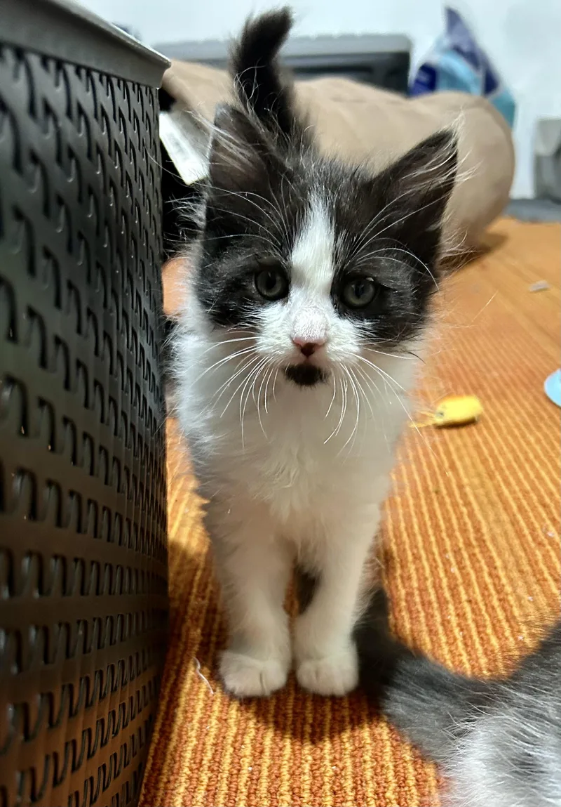 A baby medium-sized female Domestic Medium Hair cat named Juneau for adoption in Warwick, RI