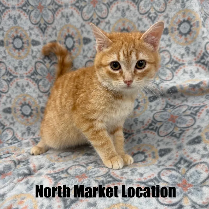 A young medium-sized male Orange / Red Domestic Short Hair cat named Knox for adoption in Raleigh, NC