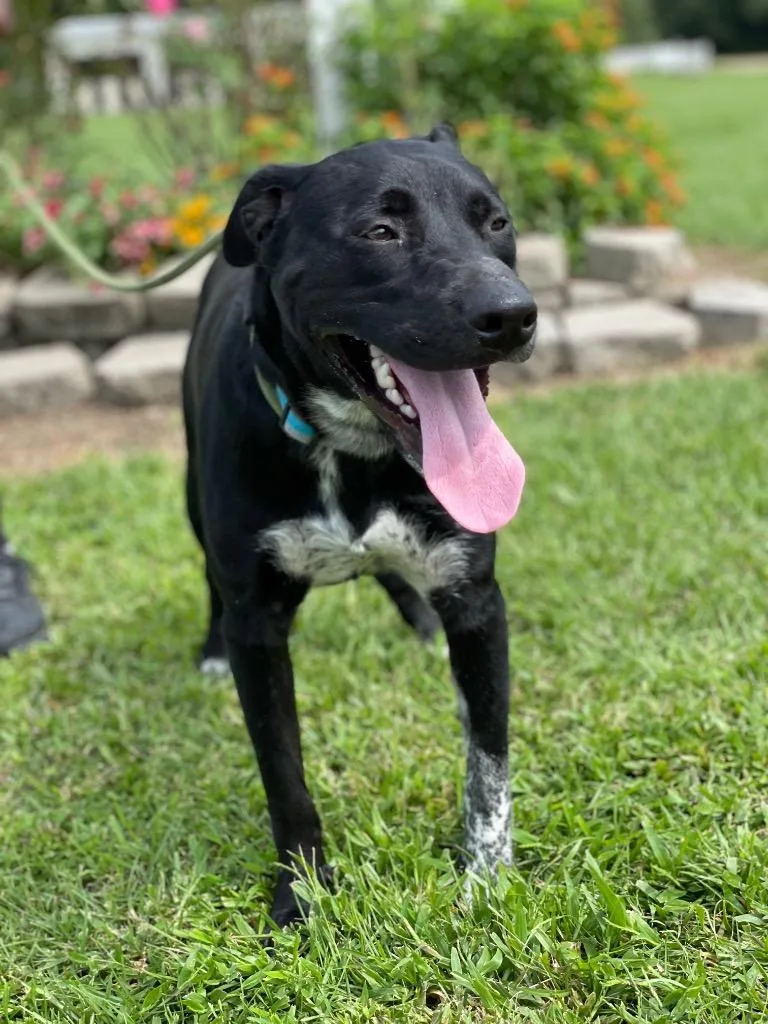 An adult large-sized male Labrador Retriever dog named Buddy for adoption in Saint Francisville, LA