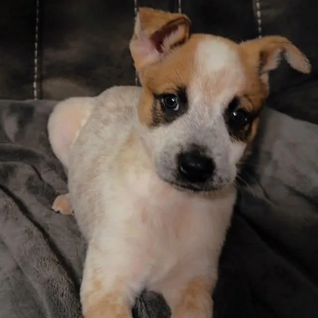 A baby medium-sized male White / Cream Cattle Dog dog named Ace for adoption in Shelby, NC