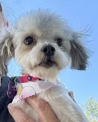 An adult small-sized female Maltese dog named Lacy for adoption in Corona, CA