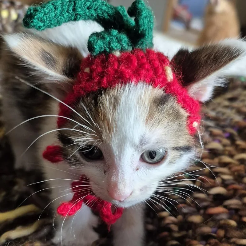 A baby small-sized female White Domestic Short Hair cat named Lola Bunny for adoption in Buffalo, MN