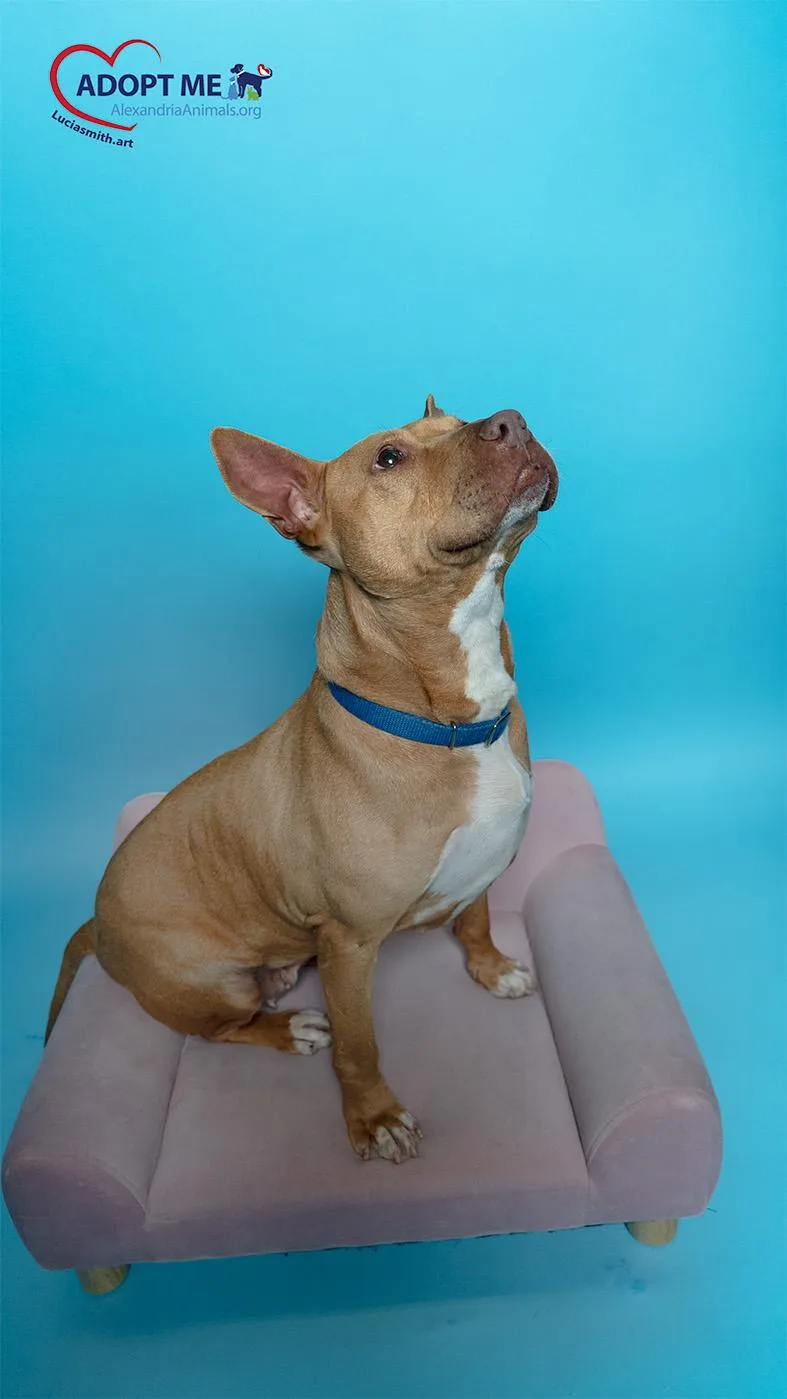 An adult large-sized female Yellow / Tan / Blond / Fawn Mixed Breed dog named Janice for adoption in Alexandria, VA