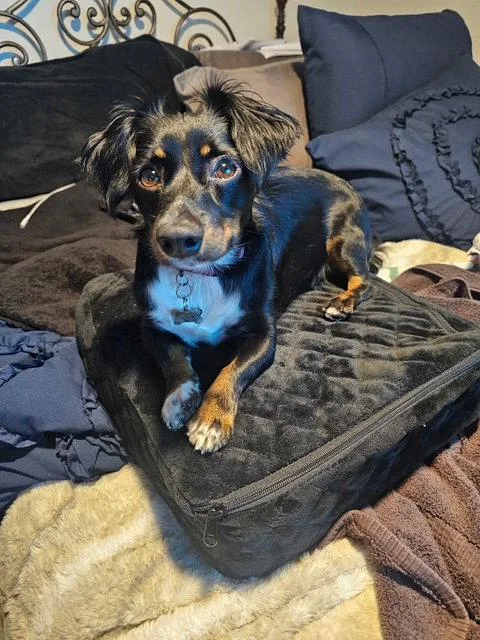 A young small-sized female Dachshund dog named London for adoption in Los Angeles, CA
