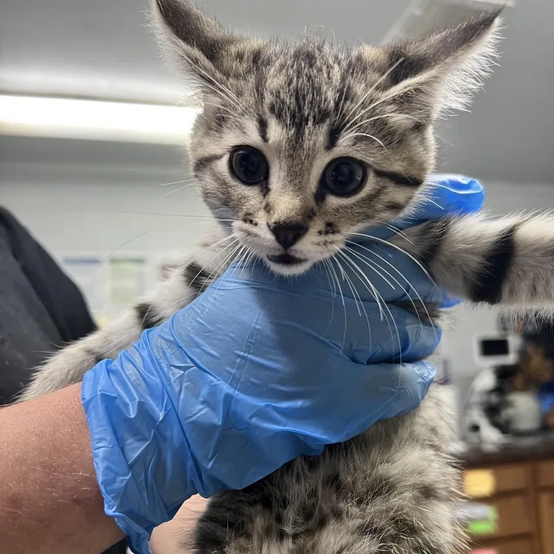 A baby small-sized female Brown / Chocolate Domestic Short Hair cat named Shadow for adoption in Summerville, SC