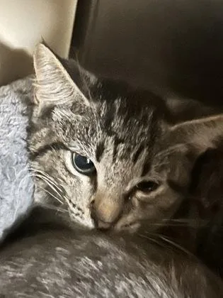 A baby medium-sized female Domestic Short Hair cat named Wisteria for adoption in Picayune, MS