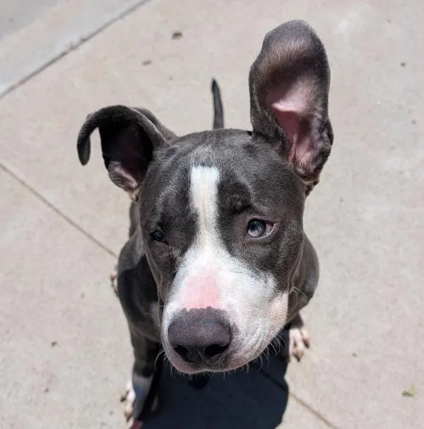 A young medium-sized female Pit Bull Terrier dog named Kubaba for adoption in San Diego, CA