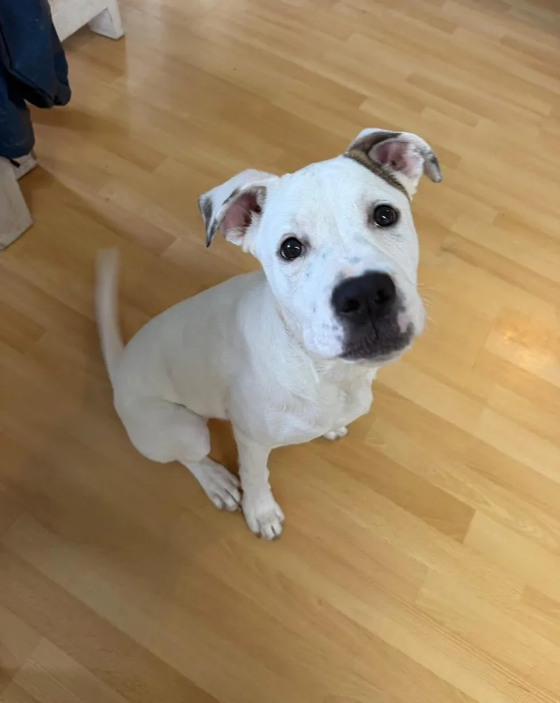 A young medium-sized female White / Cream Pit Bull Terrier dog named Soleil for adoption in Grafton, MA