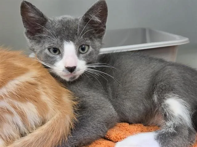 A baby small-sized male Domestic Short Hair cat named Sterlin for adoption in Salinas, CA