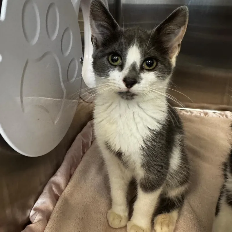 A baby small-sized female Gray / Blue / Silver Domestic Short Hair cat named Fauna for adoption in West Palm Beach, FL
