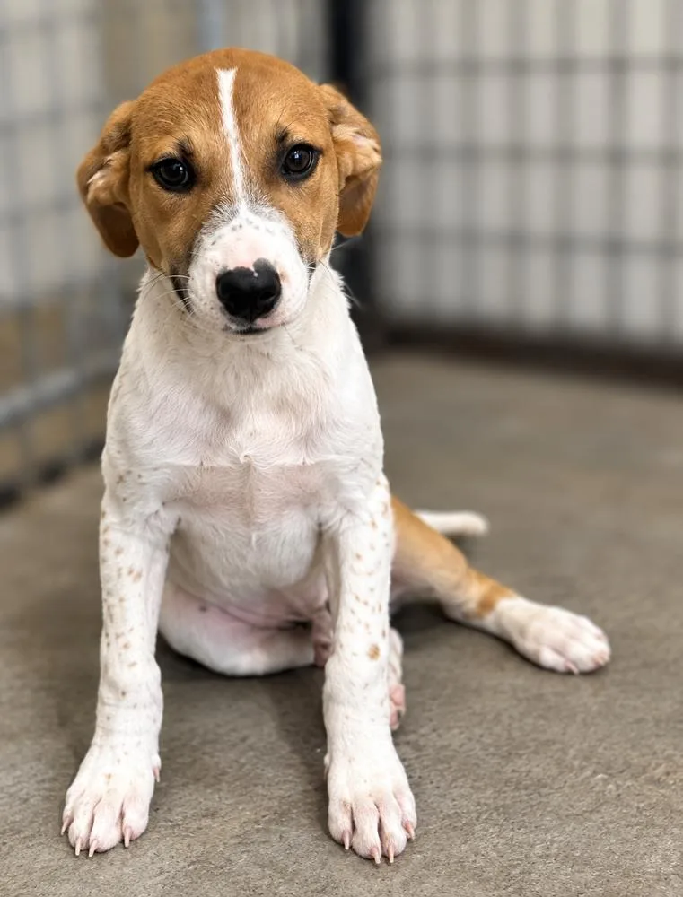 A baby medium-sized male American Bulldog dog named Seven for adoption in Colorado Springs, CO