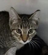 A baby small-sized female Domestic Short Hair cat named Joker for adoption in Marshall, NC