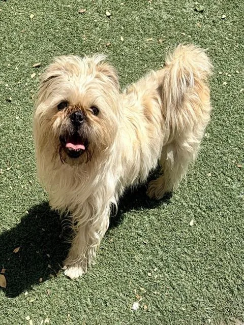 A young small-sized male Brussels Griffon dog named Rocky for adoption in Salinas, CA