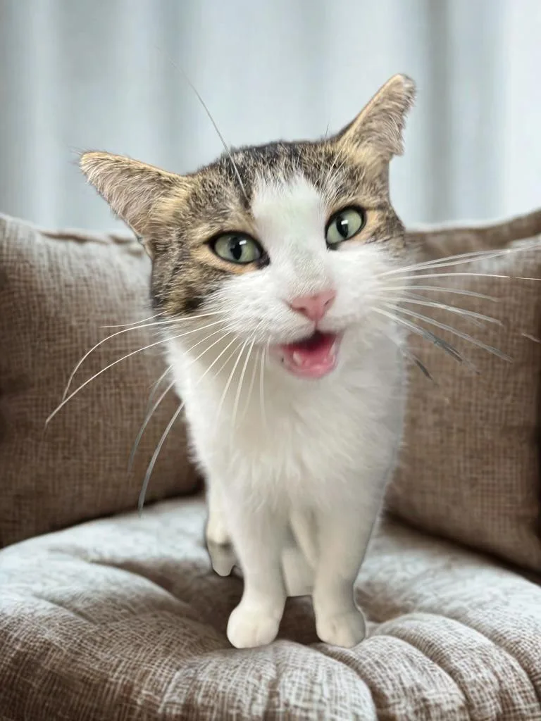 A young large-sized female Domestic Short Hair cat named Mom Priss for adoption in Lavonia, GA