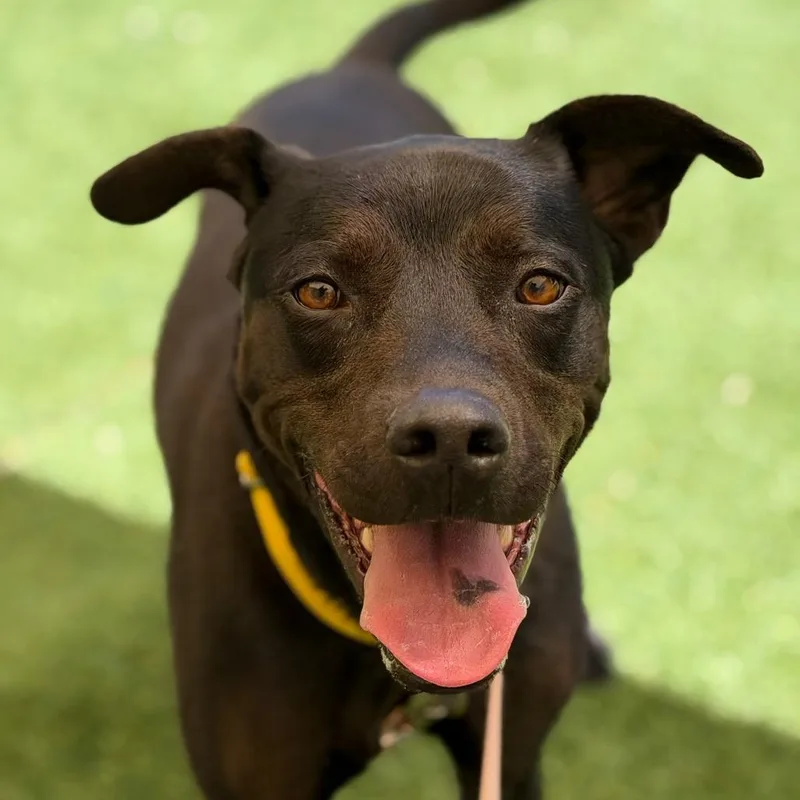An adult medium-sized female Black Retriever dog named Kayenta for adoption in Durango, CO