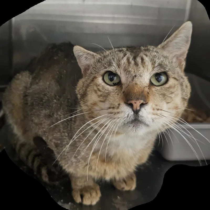 An adult medium-sized male Brown / Chocolate Domestic Short Hair cat named Gramps for adoption in mount vernon, AR
