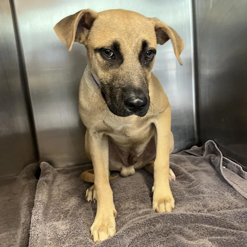 A baby medium-sized male Brown / Chocolate Mixed Breed dog named Zebo for adoption in Chattanooga, TN