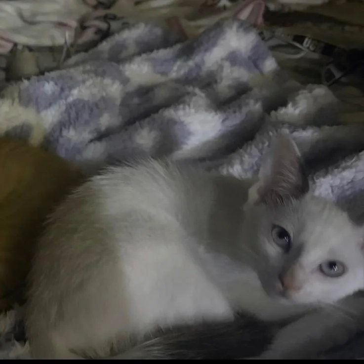 A baby medium-sized male Domestic Short Hair cat named Ginger & Snowy Coming for adoption in Clifton, NJ