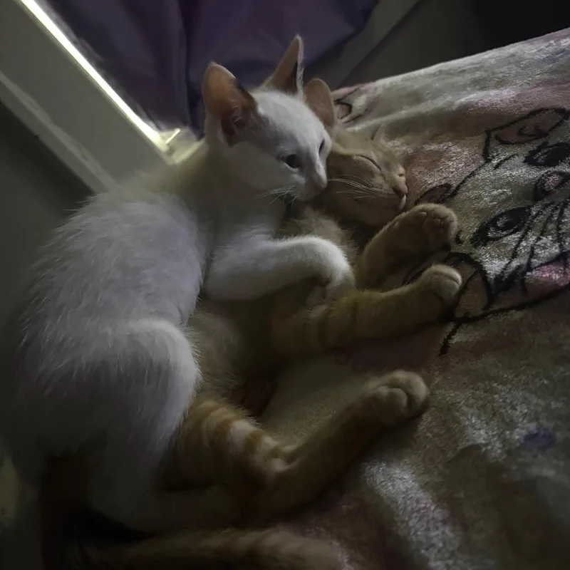 Ginger & Snowy Coming thumbnail 2