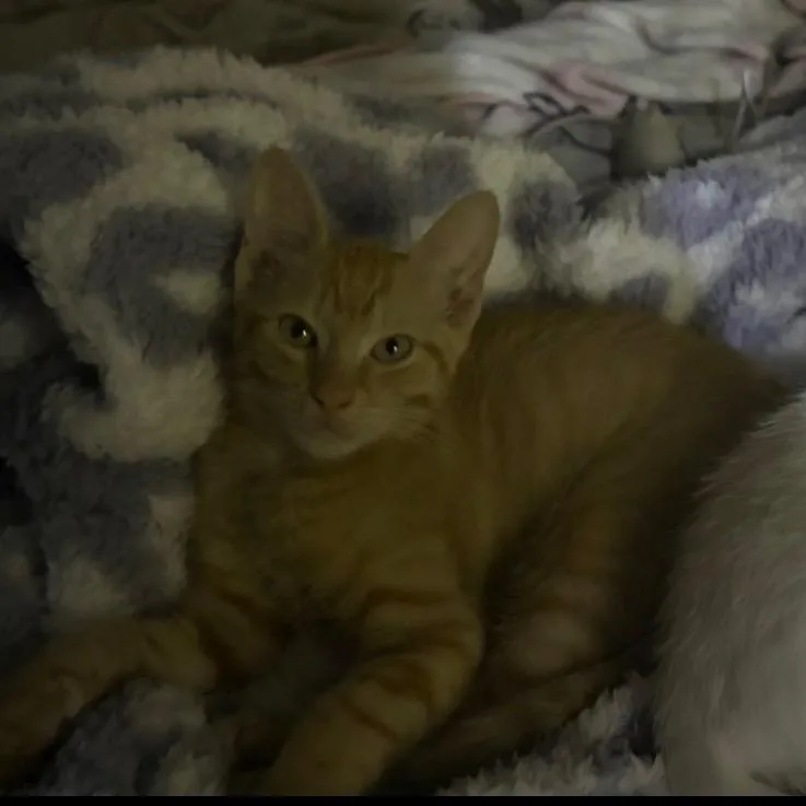 Ginger & Snowy Coming thumbnail 3