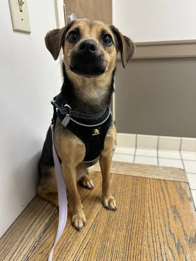 An adult small-sized female Brown / Chocolate Rat Terrier dog named Morsel for adoption in Pottstown, PA
