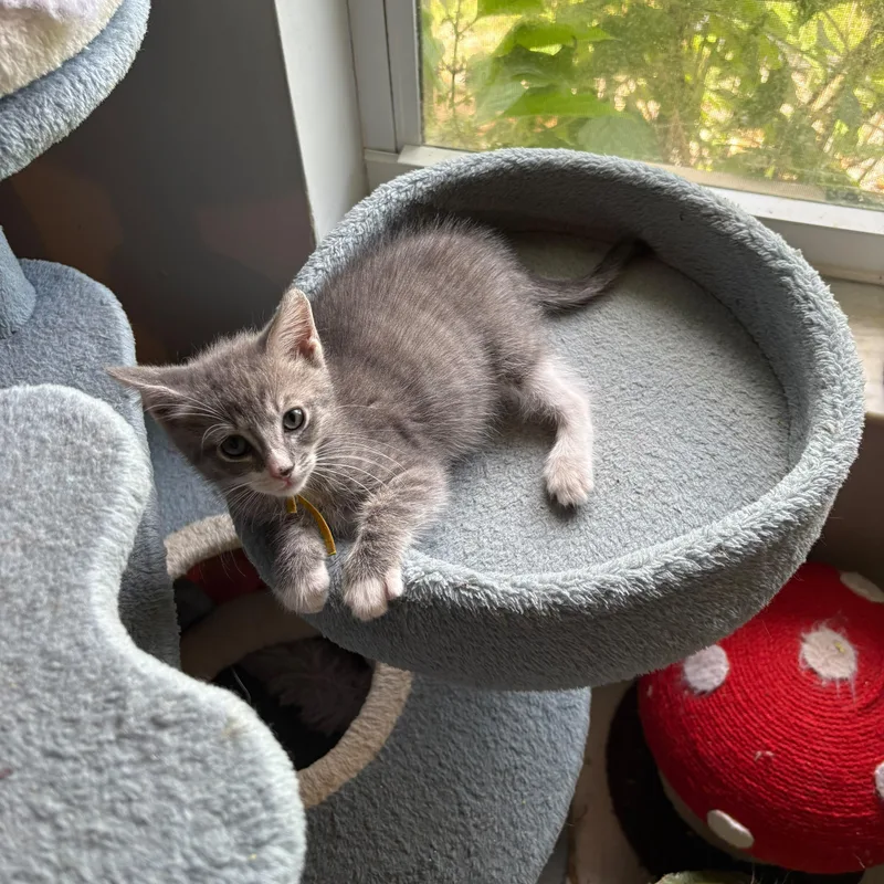 A baby medium-sized female Gray & White Domestic Short Hair cat named Gala for adoption in Lauderhill, FL