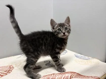 A baby small-sized male Domestic Short Hair cat named Rue for adoption in West Chester, PA