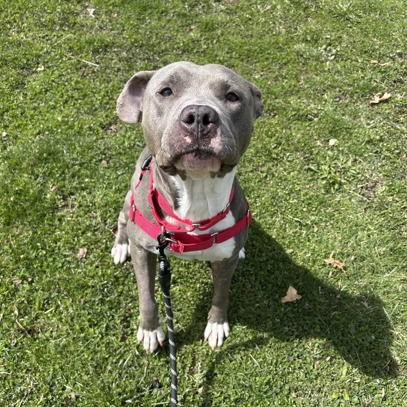 An adult medium-sized female Gray / Blue / Silver Pit Bull Terrier dog named Jelly Bean for adoption in Hinsdale, IL