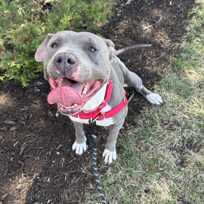 Jelly Bean thumbnail 2