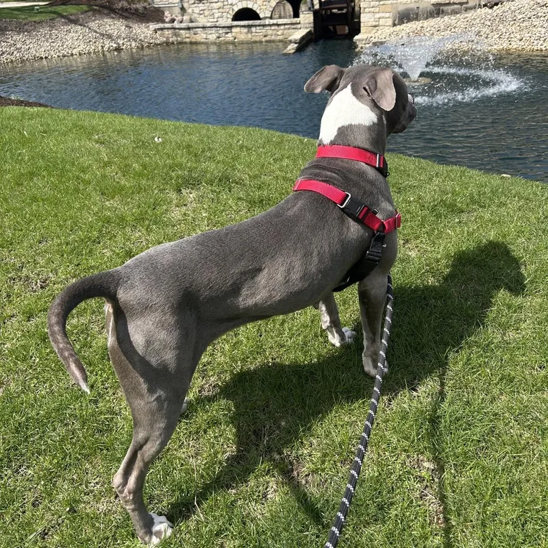 Jelly Bean thumbnail 3