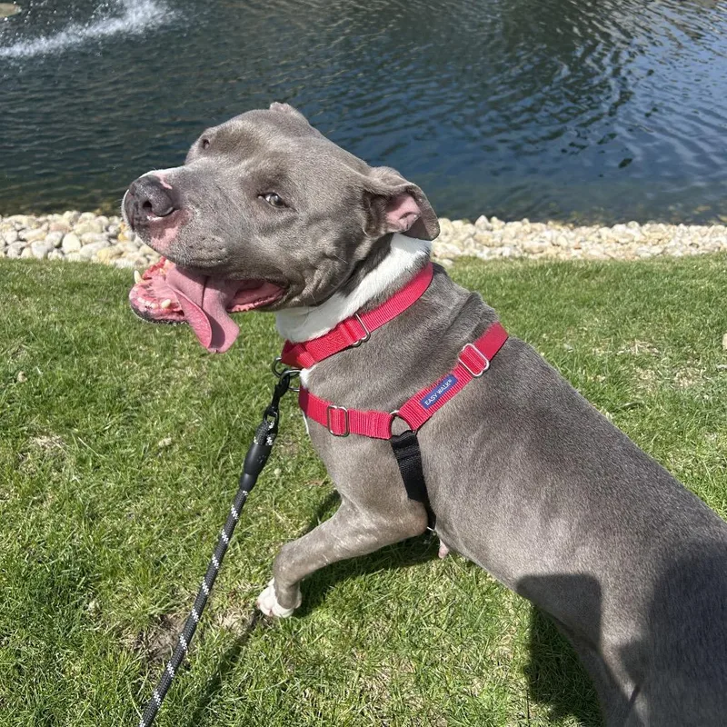 Jelly Bean thumbnail 4