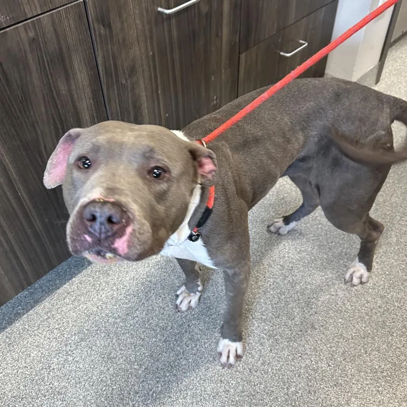 Jelly Bean thumbnail 5