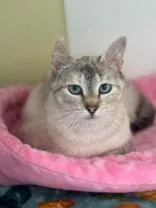 An adult small-sized female Domestic Short Hair cat named Marble for adoption in Blountville, TN