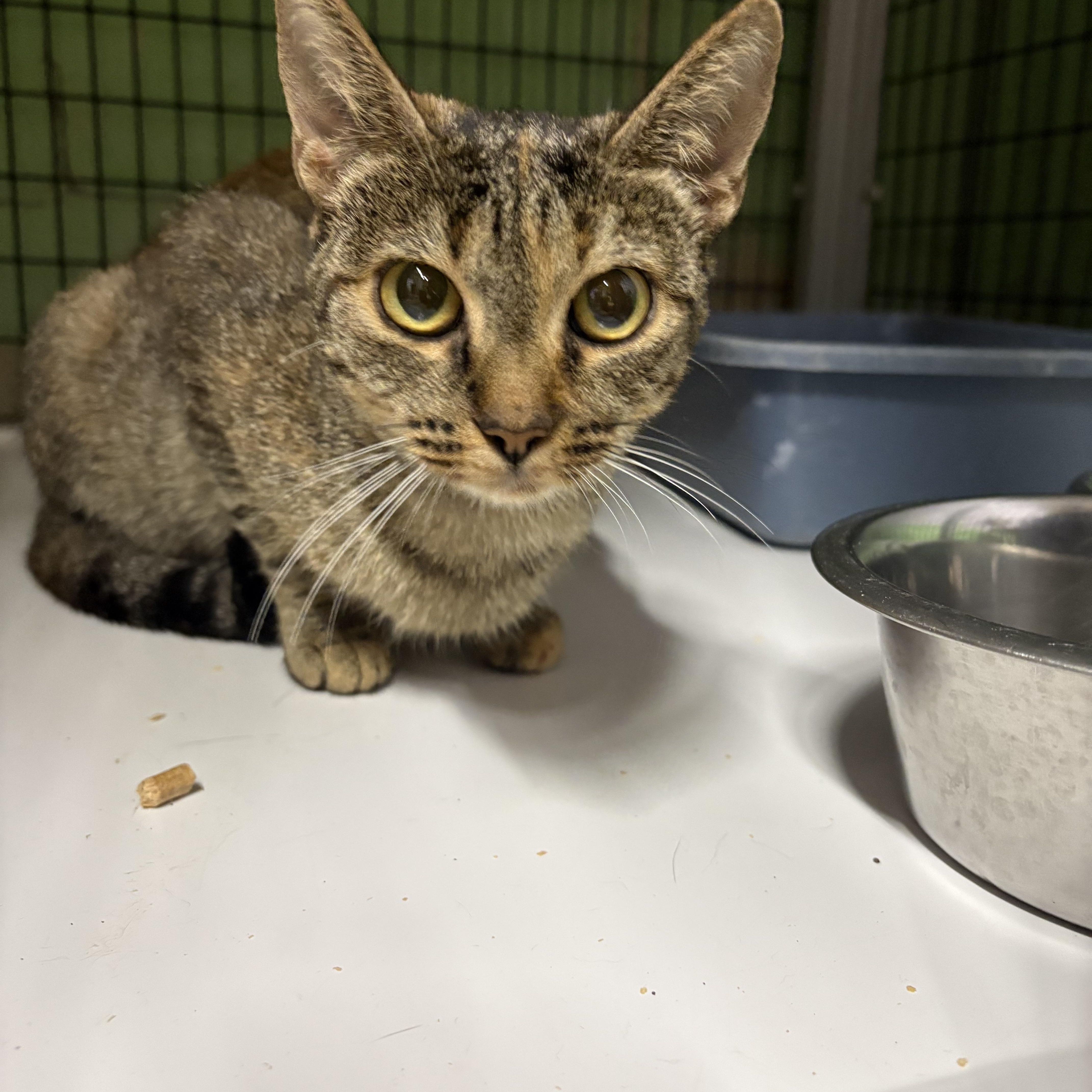 A young medium-sized female Tabby (Brown / Chocolate) Domestic Short Hair cat named Eva for adoption in Monticello, GA