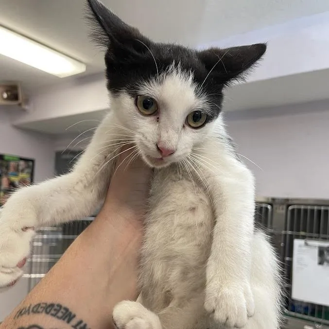 A baby small-sized female Black Domestic Short Hair cat named Alice for adoption in Port Charlotte, FL