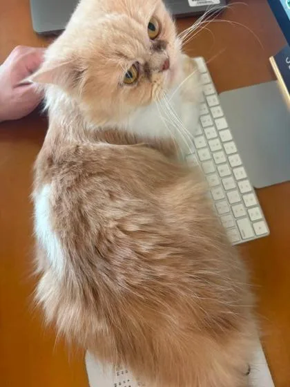 A baby small-sized male Persian cat named Pickles for adoption in Fort Worth, TX