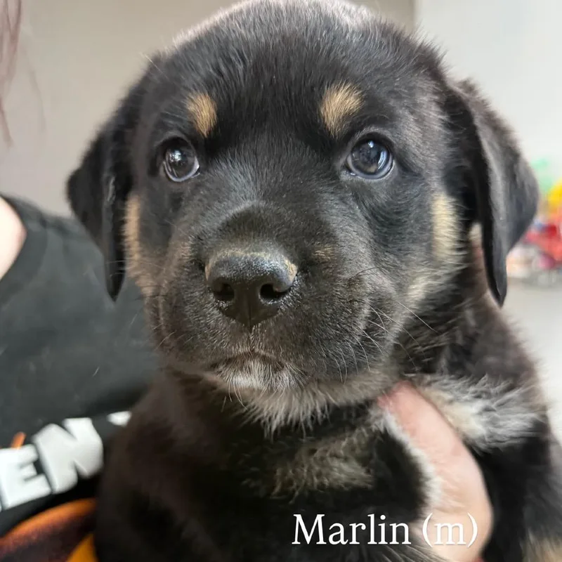 A baby large-sized male Black Rottweiler dog named Marlin for adoption in Tacoma, WA