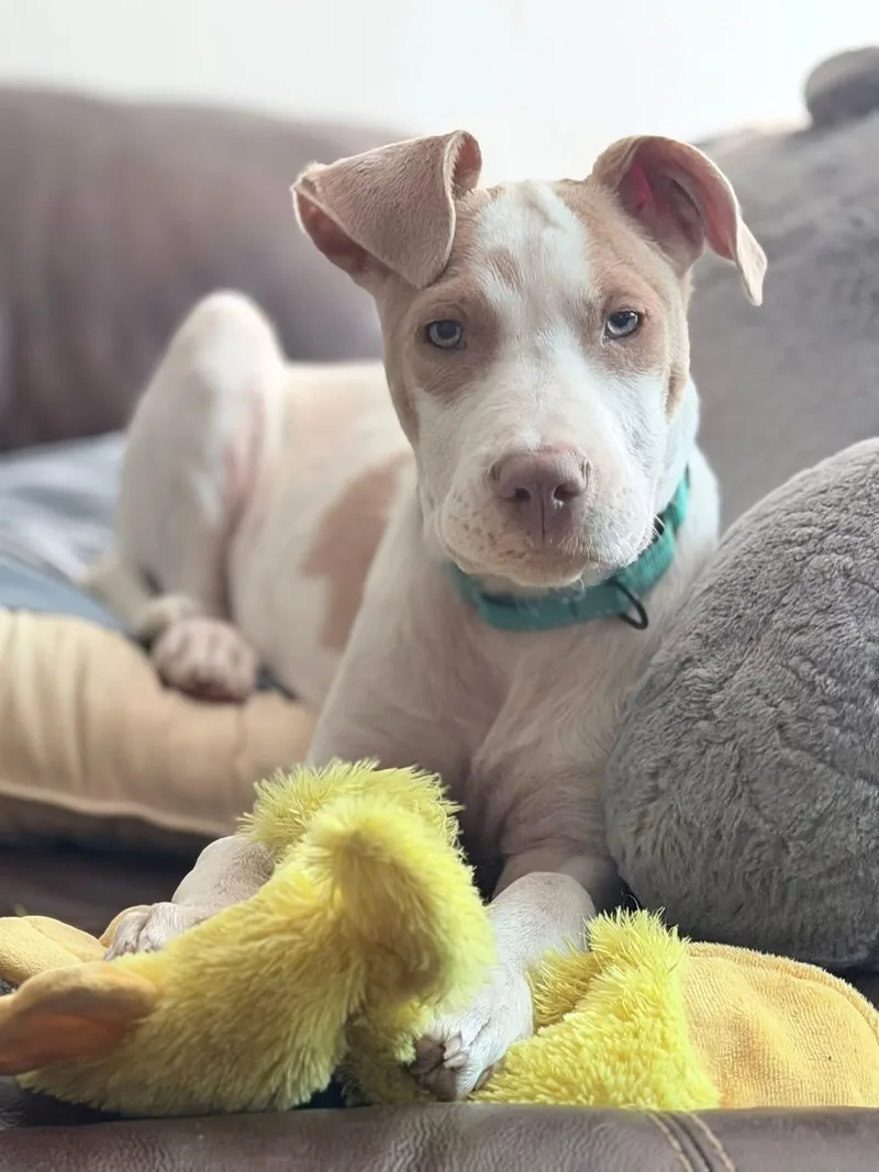 A baby medium-sized male Mixed Breed dog named Juju for adoption in Highland, NY
