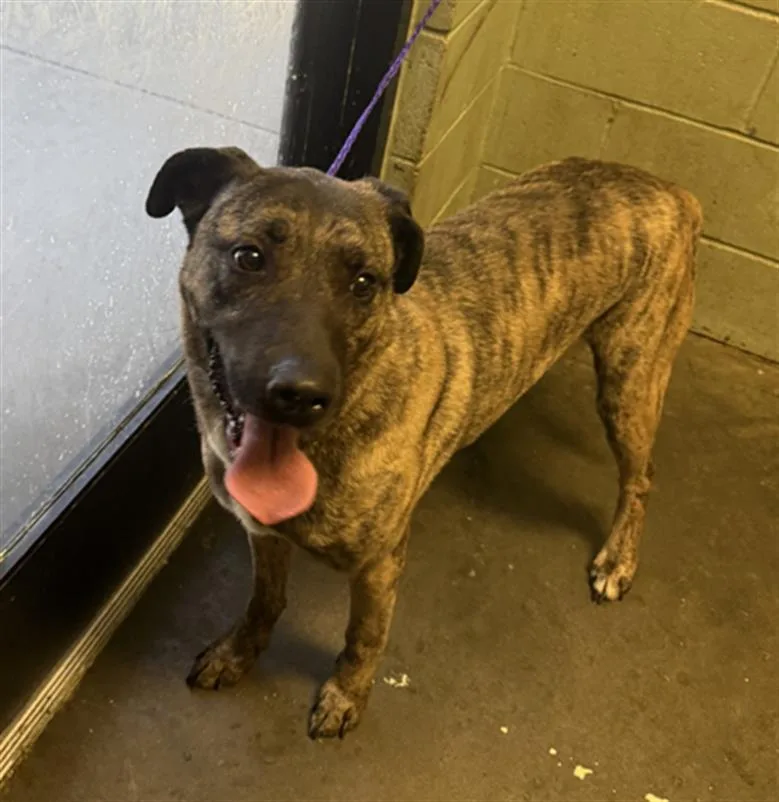 An adult large-sized male Dutch Shepherd dog named Rico for adoption in Tulsa, OK