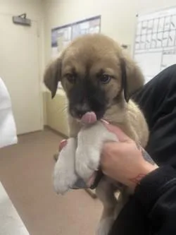 A baby large-sized male Golden Retriever dog named Craig for adoption in Morton Grove, IL
