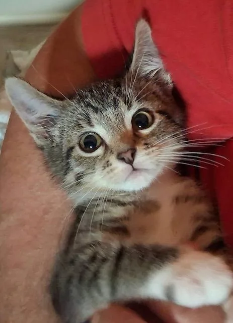 A young small-sized male Tabby (Gray / Blue / Silver) Domestic Short Hair cat named Brioche for adoption in Webster City, IA