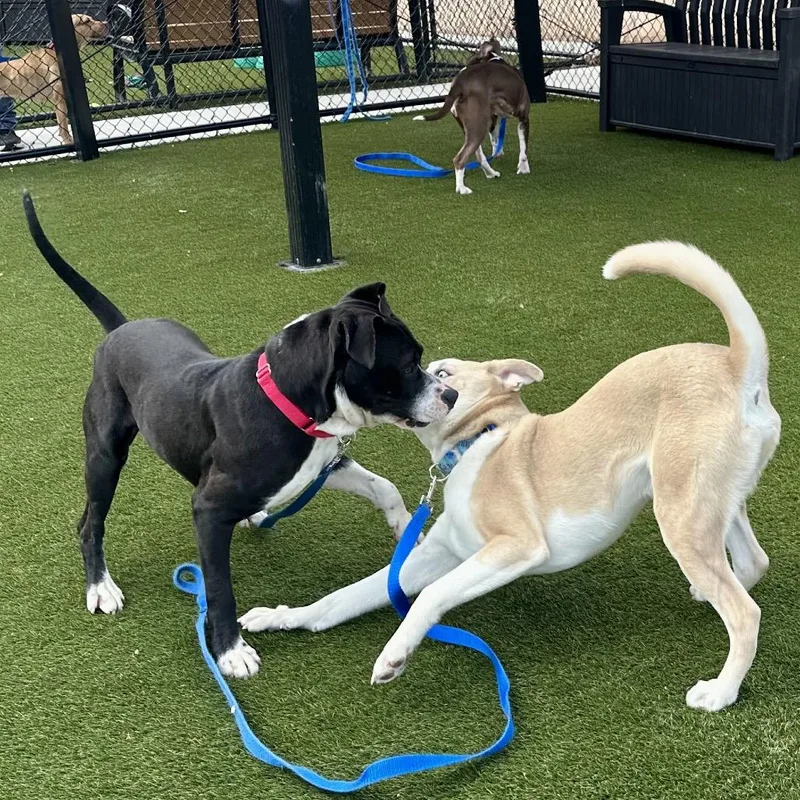 An adult medium-sized male Black Pit Bull Terrier dog named Grant for adoption in Philadelphia, PA