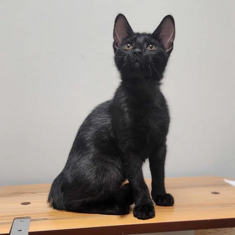 Bagheera