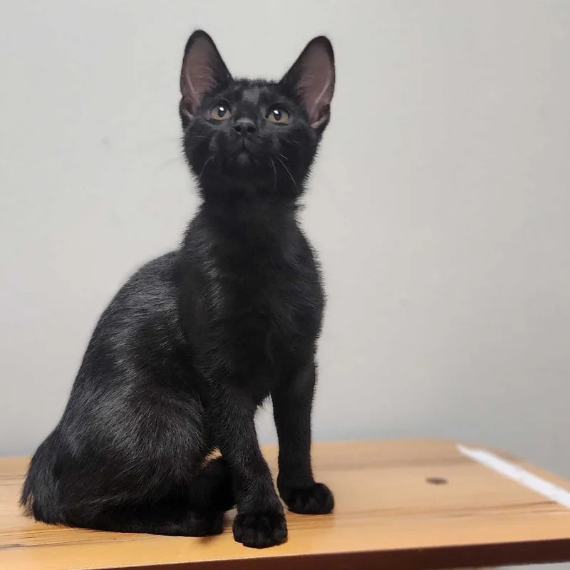 Bagheera thumbnail 2