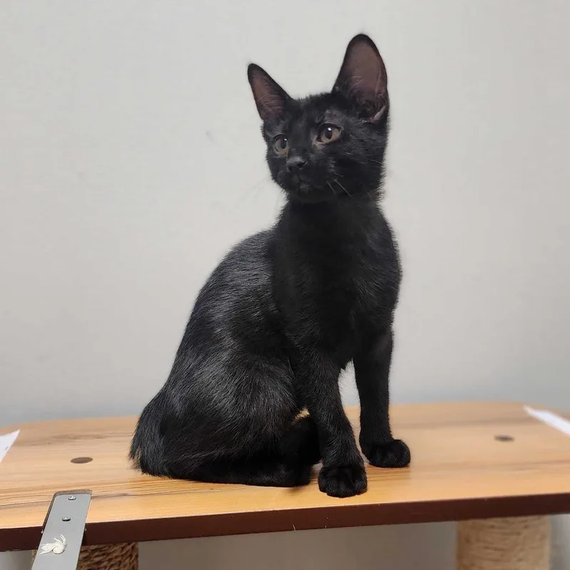 Bagheera thumbnail 3